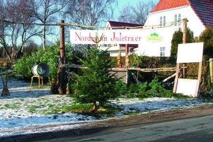 Udsalgssted med nordmannsgran juletræer