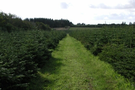 Grønne spor i nordmannsgran juletræskultur