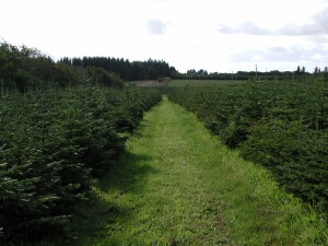 Green tracks between Christmas trees