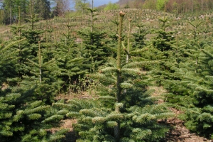 Nobilis og nordmannsgran i blanding ved Tystrup bavelse sø