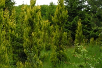 Gul cypres på Holckenhavn