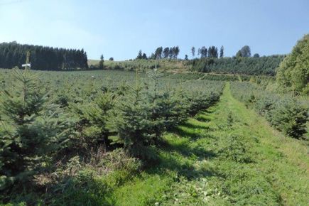 Europæisk sommermøde