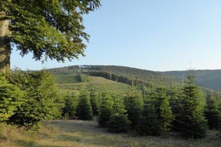 Udenlandsk juletræsproduktion