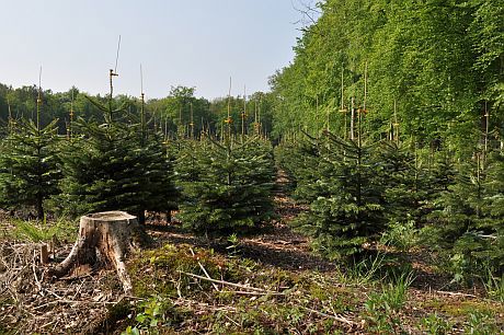 Juletræsbevoksning med fuglepinde