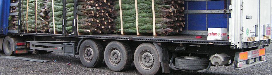 Eksportbil med paller af juletræer