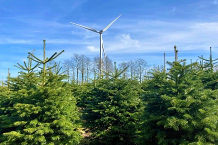 Nordmannsgran ved vindmølle i ved Grindsted