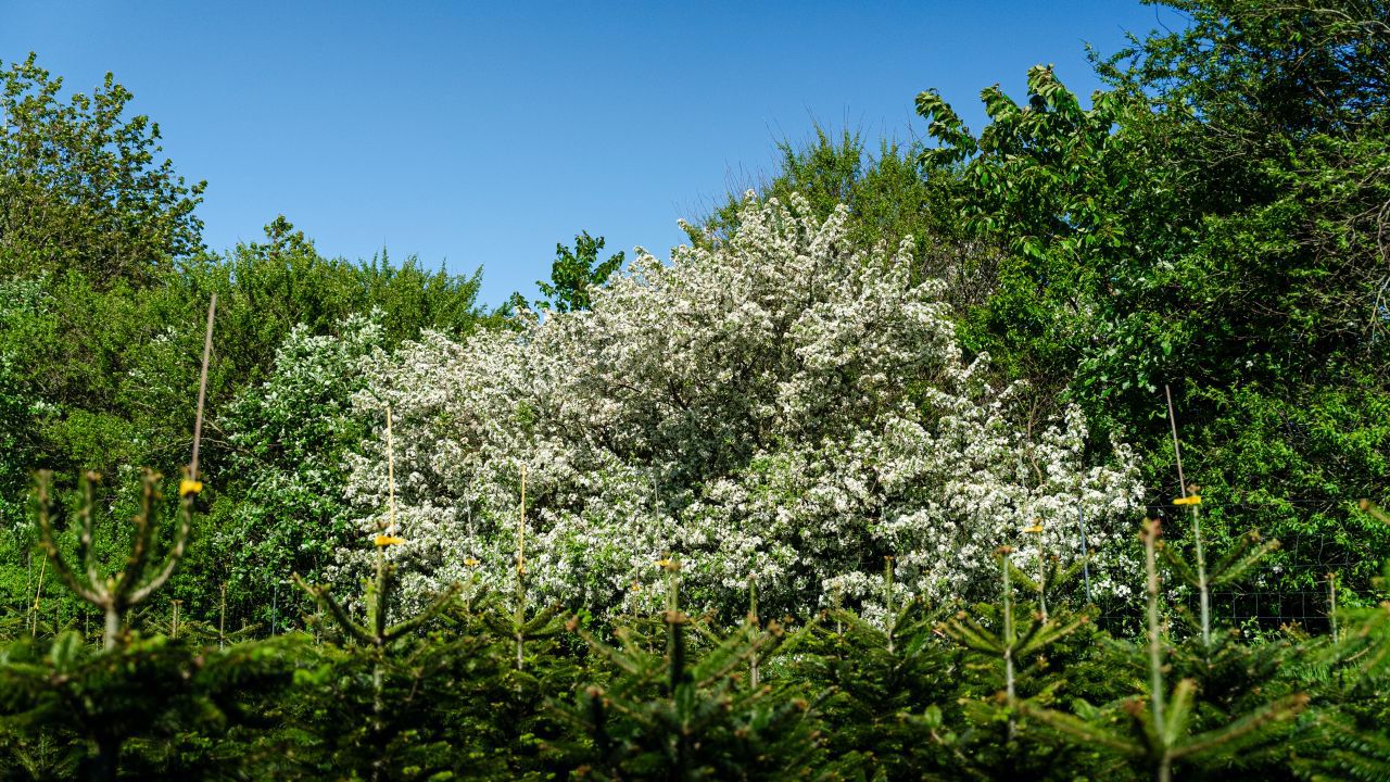 Blomstrende læhegn