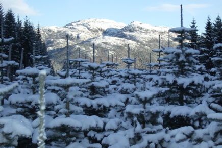 Sneklædte juletræer