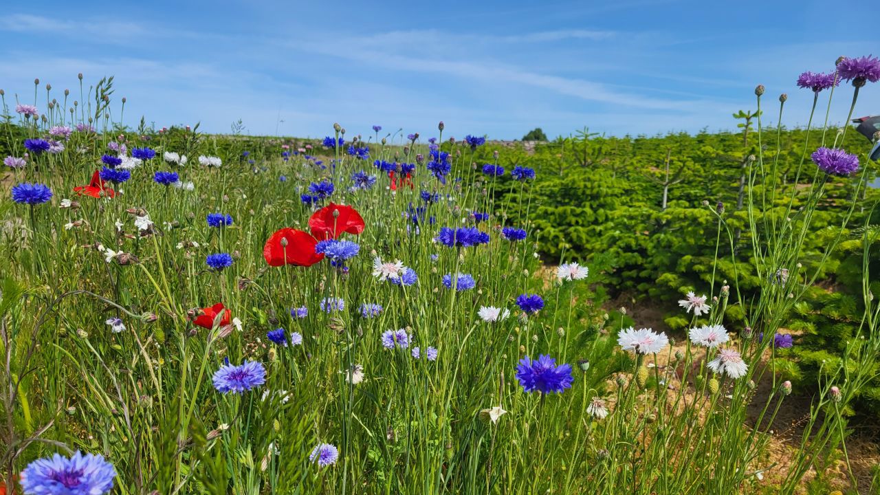Blomstrende grønne spor