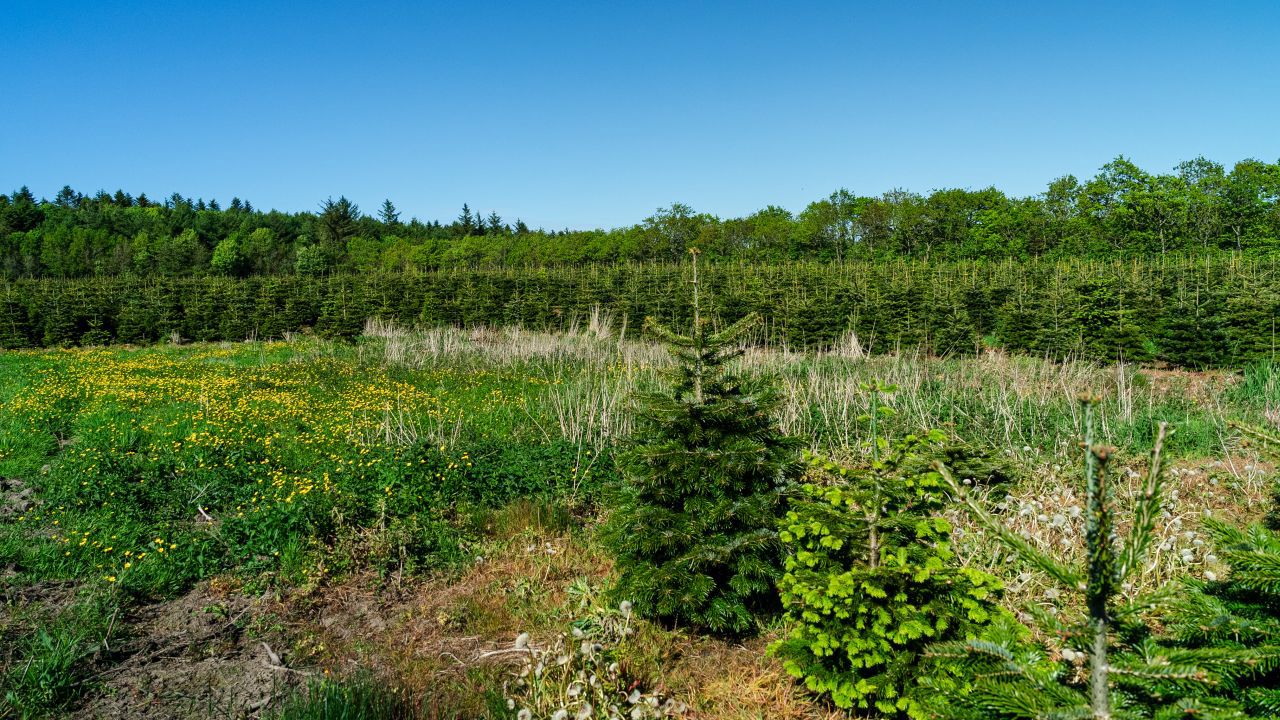 Uopdyrket område