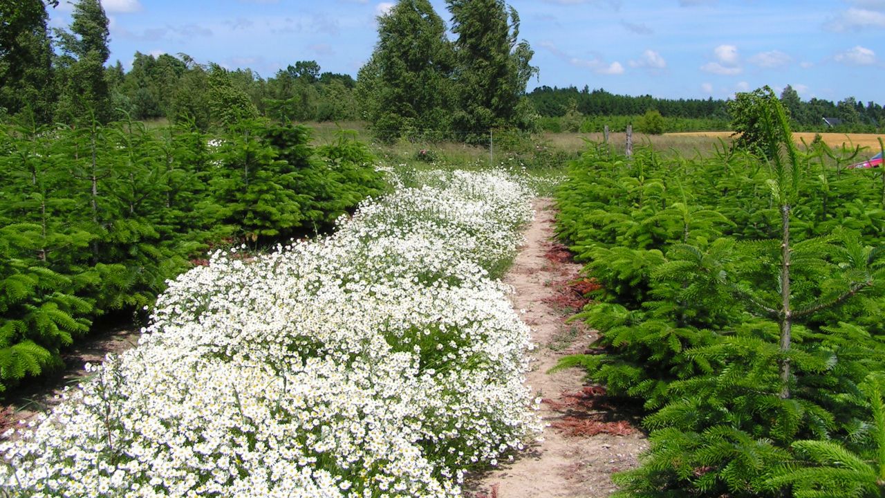 Grønne spor med blomster