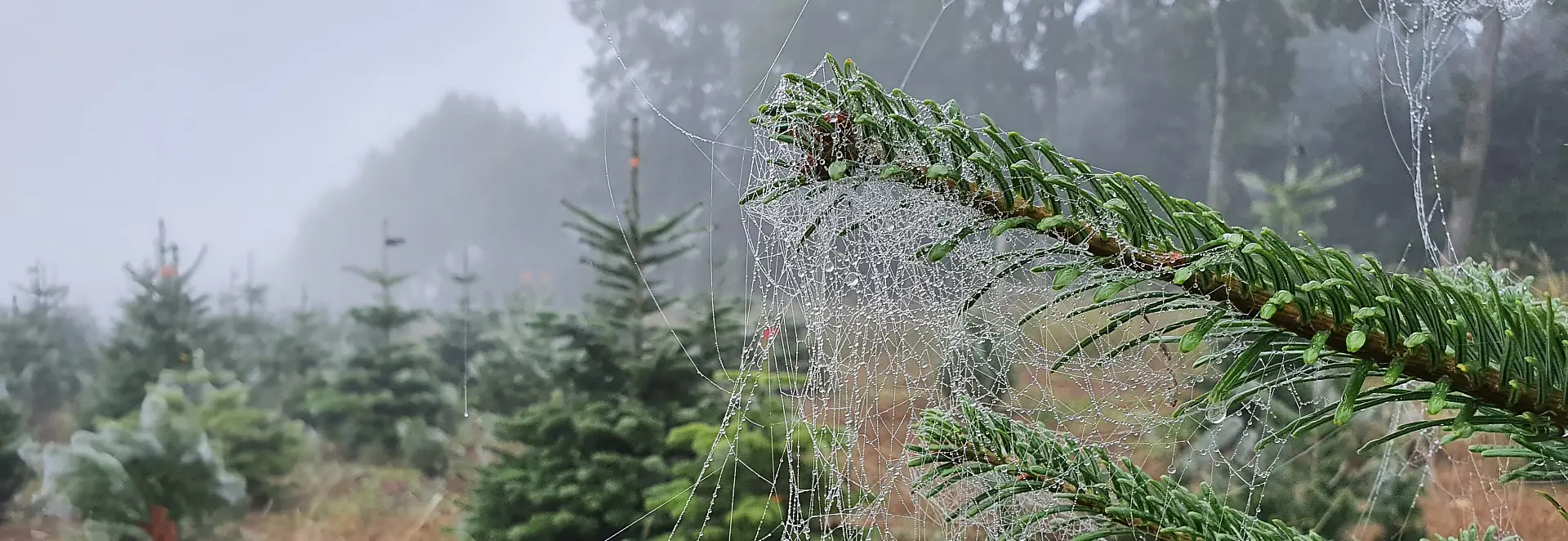 Der er god samvittighed i ægte juletræer